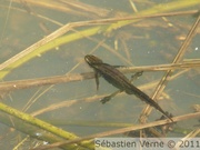 Triton palmé, mâle, Lissotriton helveticus