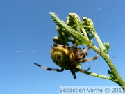 Epeire à quatre points, Araneus quadratus