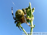 Epeire à quatre points, Araneus quadratus