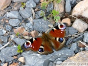 Paon de jour, Aglais io