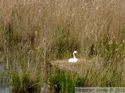 Cygne tuberculé - RNOP - 18/05/2010