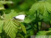 Piéride du navet mâle, Pieris napi