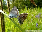 Argus bleu commun, couple (mâle à gauche), Polyommatus icarus