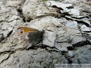 Fadet commun, Coenonympha pamphilus