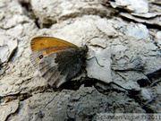 Fadet commun, Coenonympha pamphilus