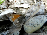 Fadet commun, Coenonympha pamphilus