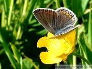 Argus bleu commun, femelle, Polyommatus icarus