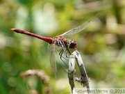 Sympétrum rouge sang, mâle, Sympetrum sanguineum