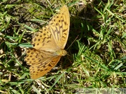 Argynnis paphia, Tabac d'Espagne