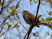 Bruant fauve - Fox sparrow - Passerella iliaca