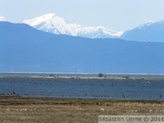 Reifel Migratory Bird Sanctuary - 11/04/2010