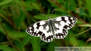 Demi-deuil - Melanargia galathea