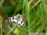 Demi-deuil - Melanargia galathea