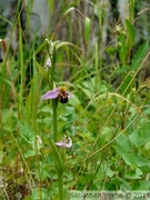 Ophrys abeille - Oprhys apifera