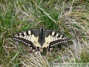 Machaon - Papilio machaon