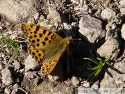 Issoria lathonia, Petit Nacré