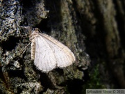 Cheimatobie hiémale (ou phalène brumeuse), Operophtera brumata, mâle