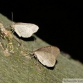 Cheimatobie hiémale (ou phalène brumeuse), Operophtera brumata, mâles
