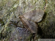Cheimatobie hiémale (ou phalène brumeuse), Operophtera brumata, mâle