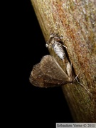 Cheimatobie hiémale (ou phalène brumeuse), Operophtera brumata, accouplement