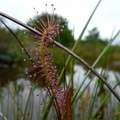 Drosera anglica, Petersburg, Alaska