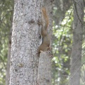Tamiasciurus hudsonicus, Red squirrel, Écureuil roux, Whitehorse, Yukon américain 