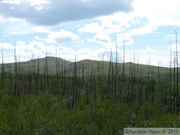 Fox Lake burn, Yukon