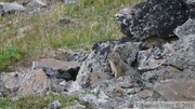 Spermophilus parryii, Arctic ground squirrel, Ecureuil terrestre arctique, Grizzly Lake, Tombstone Park, Yukon