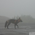 Vulpes vulpes (cross phase), Red fox, Renard roux, Dempster Highway, Yukon/NWT