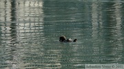 Enhydra lutris, Sea otter, Loutre de mer, Valdez, Alaska