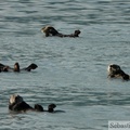 Enhydra lutris, Sea otter, Loutre de mer, Prince William sound cruise, Alaska