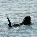 Enhydra lutris, Sea otter, Loutre de mer, Prince William sound cruise, Alaska