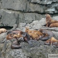 Eumetopias jubatus, Steller's Sea lions, Lions de mer de Steller, Prince William sound cruise, Alaska