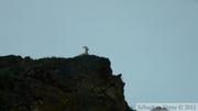 Ovis dalli, Dall sheeps, Mouflon de Dall, Polychrome Mountains, Denali Park, Alaska