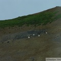 Ovis dalli, Dall sheeps, Mouflon de Dall, Polychrome Mountains, Denali Park, Alaska