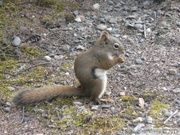 Tamiasciurus hudsonicus, Red squirrel, Écureuil roux, Denali Park, Alaska