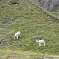 Ovis dalli, Dall sheeps, Mouflon de Dall, Igloo mountain hike, Denali Park, Alaska
