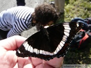 Limenitis arthemis rubrofasciata, White Admiral, Amiral, Igloo mountain hike, Denali Park, Alaska