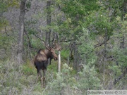 Alces alces, moose, élan, Denali Park, Alaska