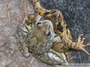 Rana temporaria, grenouilles rousses