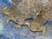 Bufo bufo, crapauds communs