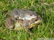 Rana temporaria, grenouilles rousses