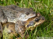 Rana temporaria, grenouilles rousses