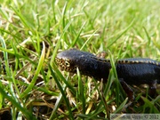 Ichthyosaura alpestris, le Triton alpestre, mâle