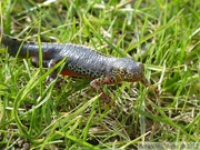 Ichthyosaura alpestris, le Triton alpestre, mâle