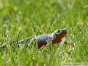 Ichthyosaura alpestris, le Triton alpestre, mâle