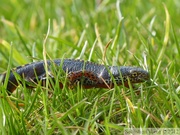 Ichthyosaura alpestris, le Triton alpestre, mâle