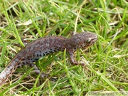 Ichthyosaura alpestris, le Triton alpestre, femelle