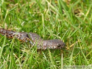 Ichthyosaura alpestris, le Triton alpestre, femelle