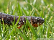 Ichthyosaura alpestris, le Triton alpestre, femelle